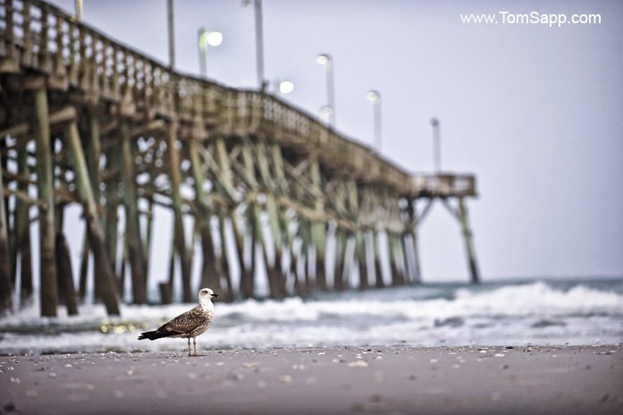 Topsail Island Photography